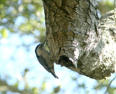 White breasted Nuthatch Sitta carolinesis