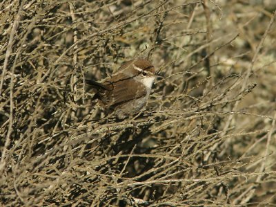 Bewicks Wren Tryomanes bewickii