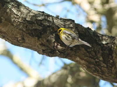 Townsends Warbler Dendroica townsendi