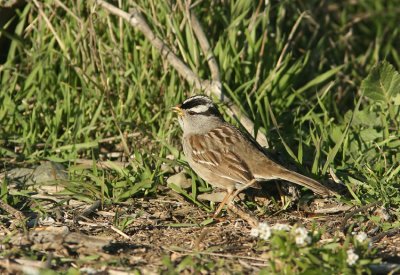 Whitecrowned Sparrow Zonotrichia leucophrys