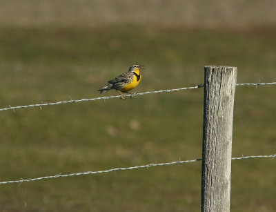 Western Meadowlark Sturnella neglecta