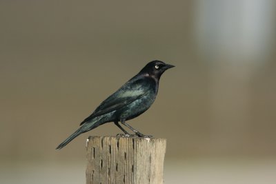 Brewers Blackbird Euphagus cyanocephalus