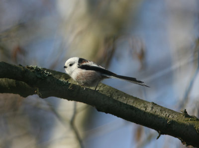 Long-tailed Tit  Aegithalos caudatus