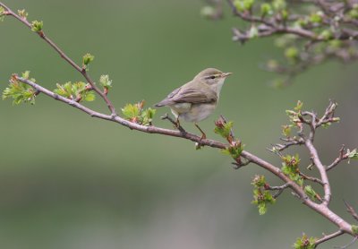 Lvsngare Willow Warbler  Phylloscopus trochilus