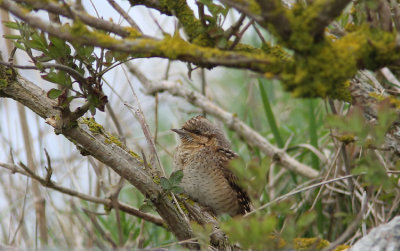 Gktyta Eurasian Wryneck  Jynx torquilla