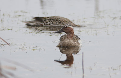 Garganey  Anas querquedula