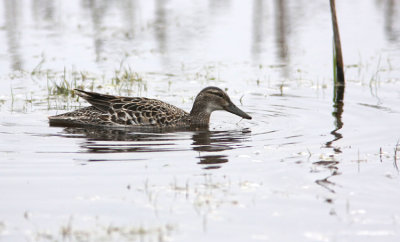 Garganey  Garganey