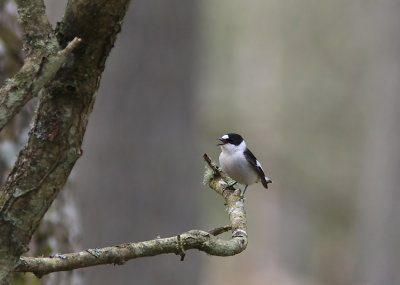 Halsbandsflugsnappare Collared Flycatcher  Ficedula albicollis Sweden