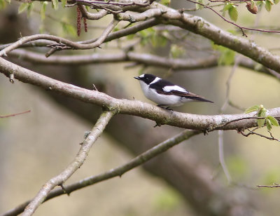 Collared Flycatcher  Ficedula albicollis  Sweden