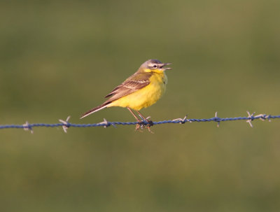 Gulrla Yellow Wagtail  Motacilla flava