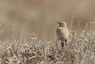 Fltpiplrka  Tawny Pipit  Anthus campestris