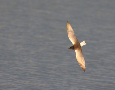 White-winged Tern  Chlidonias leucopterus