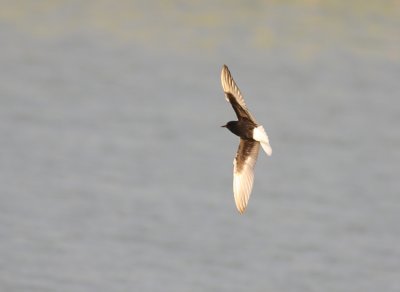 Vitvingad trna White-winged Tern  Chlidonias leucopterus