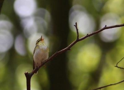 Grnsngare Wood Warbler  Phylloscopus sibilatrix