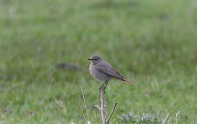 Svart rdstjrt Black Redstart   Phoenicurus ochruros  Sweden