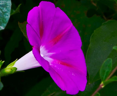 The Beauty of Early Morning