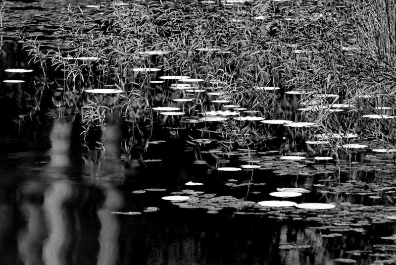 Lily Pads and Reflections