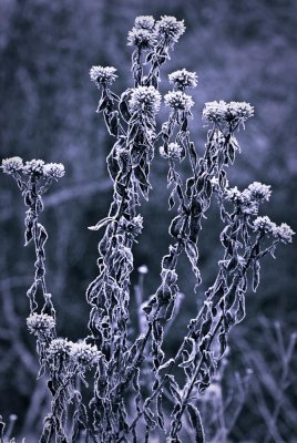 Frosty Dried Flowers