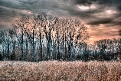 Winter Landscape