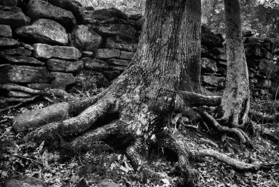 Rock Wall and Tree