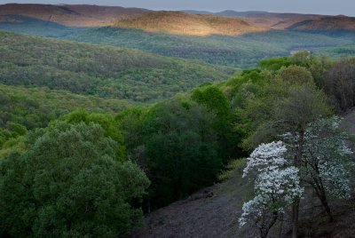 Spring in the Ozark Mountains