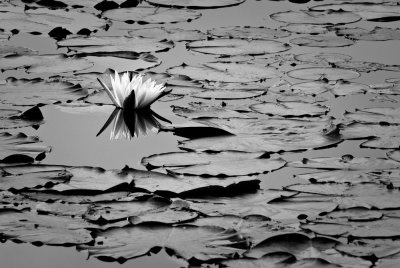 Water Lily and Pads