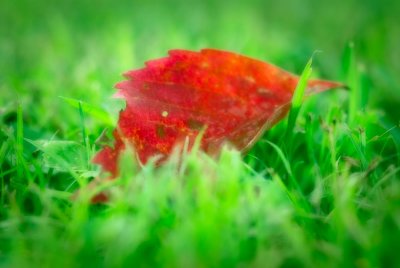 Red Leaf in Grass