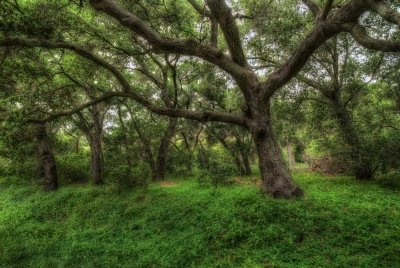 California Oaks