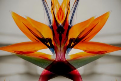 Bird of Paradise