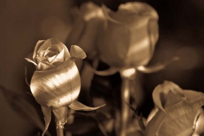 Roses in Sepia Tone