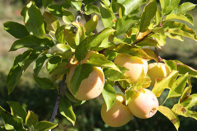 apple_picking_08