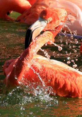 Splashy bath