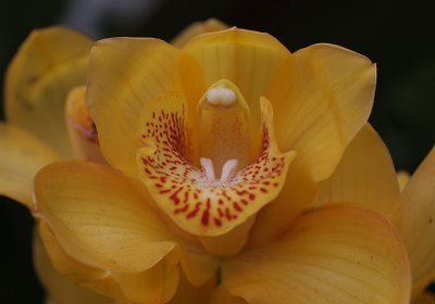 Gallery The Brazilian Orchids