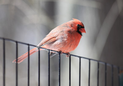 Cardinals in the  Central Park