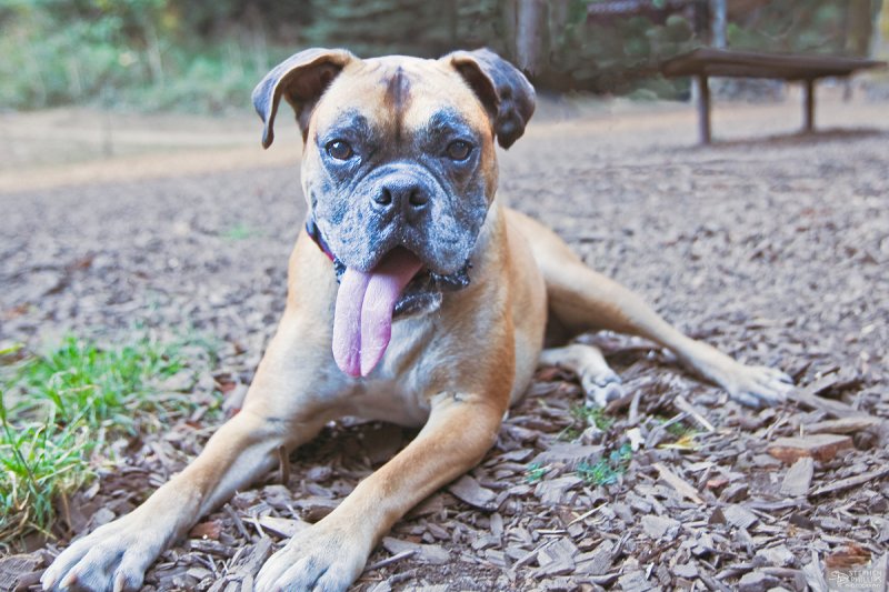 Joey at Redwood Park