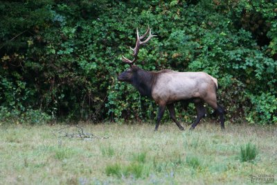 Enter the Bull Elk