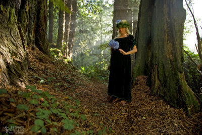 Kalmelea in Redwoods