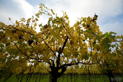 Thanksgiving Vineyard