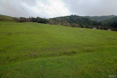 Mattole Road Sheep