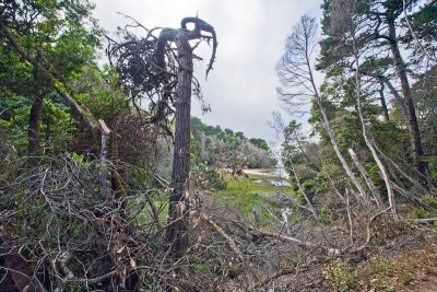 The Forest above Shell Beach