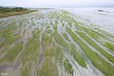 Low Tide at Arcata Bay