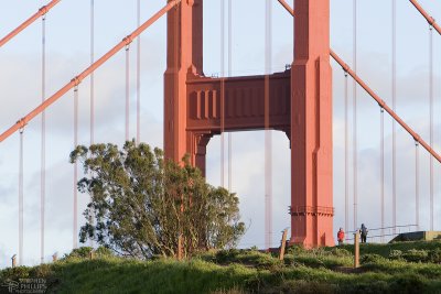 Golden Gate Tree