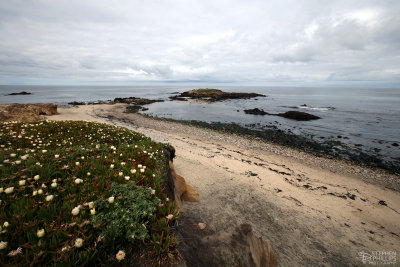 Classic Pescadero Morning