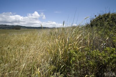 Cascade Ranch State Park - The Meadow