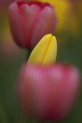 2008 TULIP027w.jpg