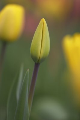 2008 TULIP029w.jpg