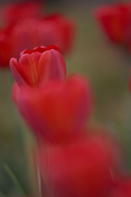 2008 TULIP038w.jpg