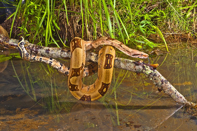 Boa Constrictor