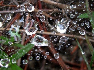 Rain Drops on Spider Web