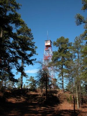 Pine Barren Scenes